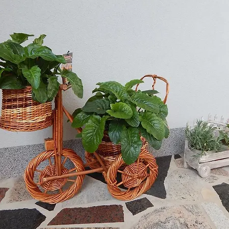 Coco * Zadar