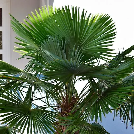 Coco Appartement *