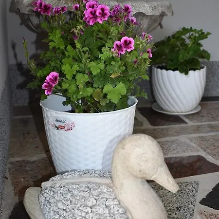 Coco Zadar